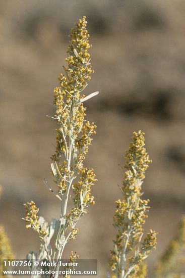 Big Sagebrush blossoms & foliage