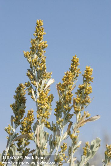 Big Sagebrush blossoms & foliage against blue sky