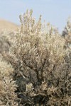 Stiff Sagebrush