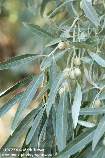 Russian Olive fruit & foliage