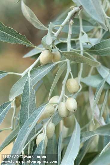 Russian Olive fruit & foliage detail