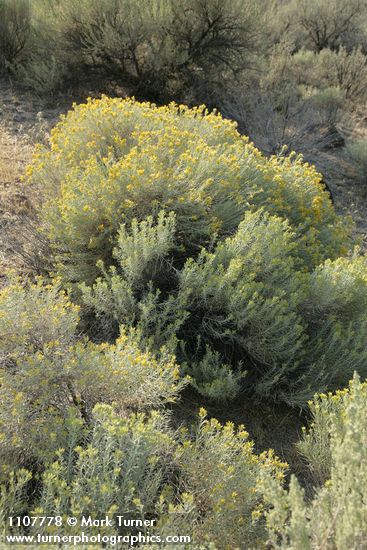 Gray Rabbitbrush