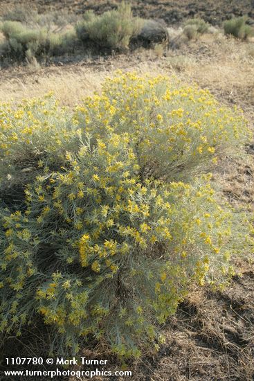 Gray Rabbitbrush