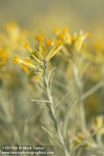 Gray Rabbitbrush blossoms & foliage detail