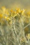 Gray Rabbitbrush blossoms & foliage detail
