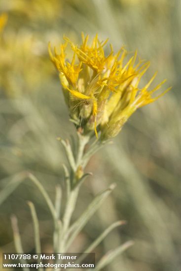 Gray Rabbitbrush blossoms & foliage detail