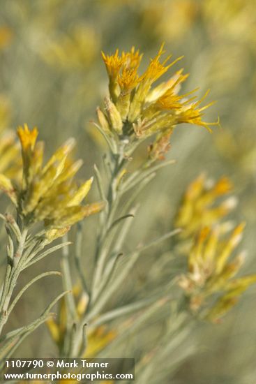 Gray Rabbitbrush blossoms & foliage detail