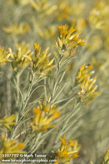 Gray Rabbitbrush blossoms & foliage