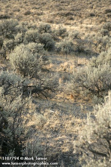Big Sagebrush among dry grasses