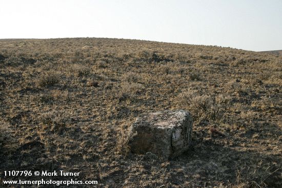 Stiff Sagebrush among dry grasses w/ lichen-covered basalt boulder