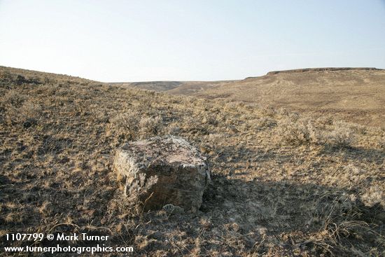 Stiff Sagebrush among dry grasses w/ lichen-covered basalt boulder