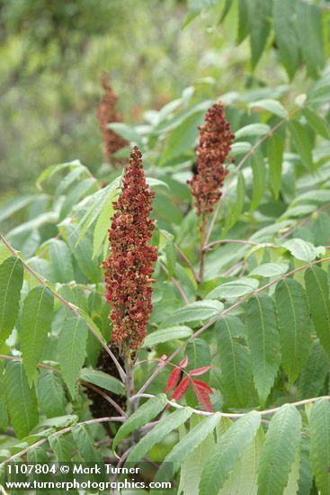 Smooth Sumac fruit & foliage