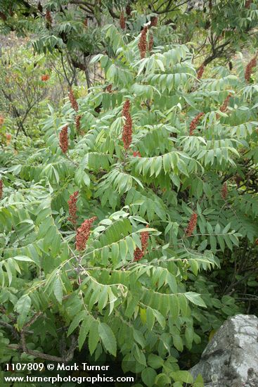 Smooth Sumac