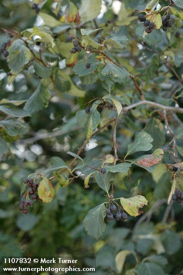 Okanagan Valley Hawthorn fruit & foliage