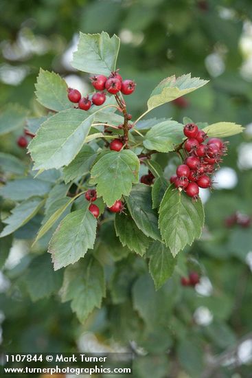 Okanagan Valley Hawthorn fruit & foliage