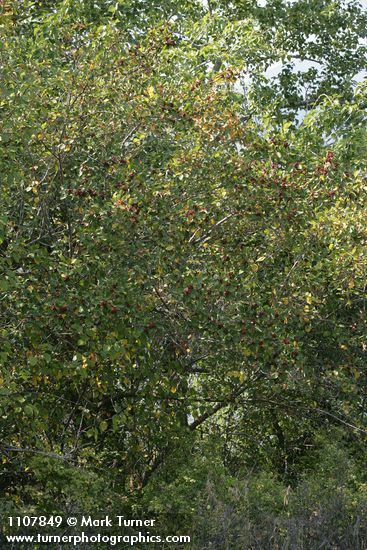 Okanagan Valley Hawthorn