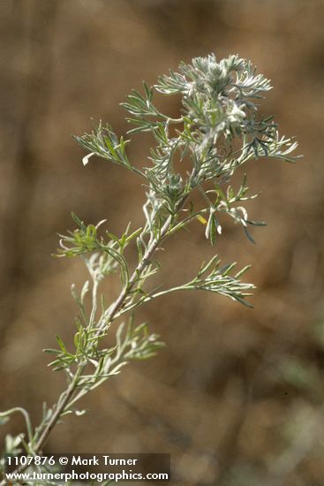Prairie Sagewort foliage detail