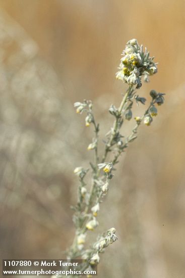 Prairie Sagewort blossoms & foliage detail