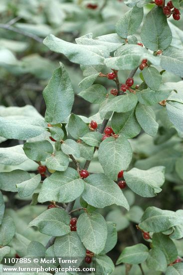 Russet Buffaloberry fruit & foliage