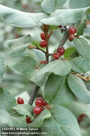 Russet Buffaloberry fruit & foliage