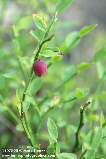 Grouseberry fruit & foliage detail