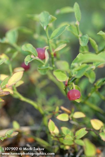 Grouseberry fruit & foliage detail