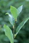 Drummond's Willow foliage detail