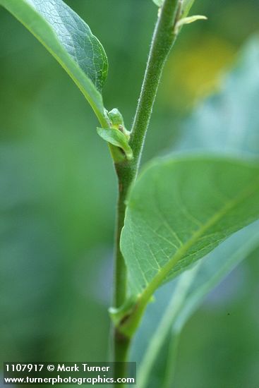 Drummond's Willow stipules & twig detail