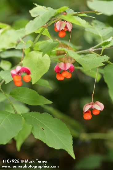 Western Wahoo (Western Burning Bush) fruit & foliage