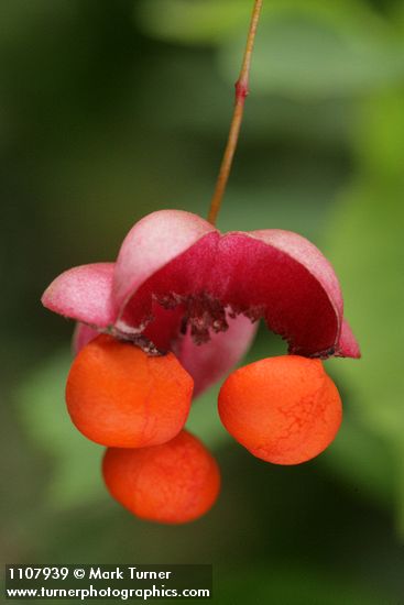 Western Wahoo (Western Burning Bush) fruit detail