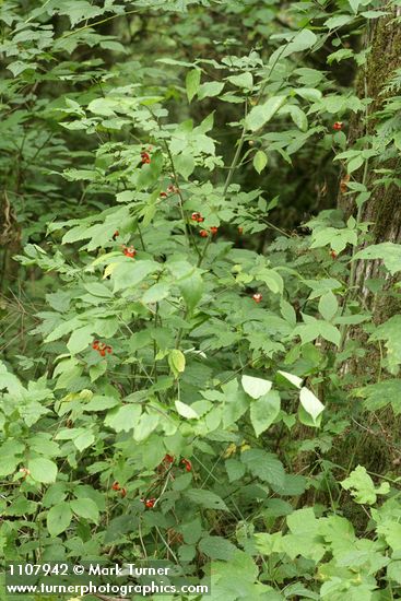 Western Wahoo (Western Burning Bush) w/ ripe fruit