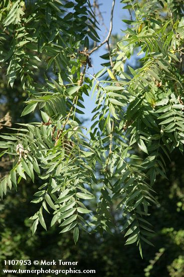 Northern California Black Walnut foliage