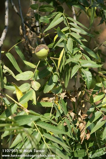 Northern California Black Walnut foliage & nut