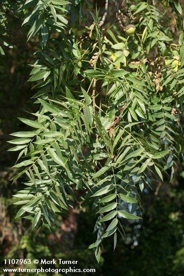 Northern California Black Walnut foliage & nut