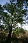 Northern California Black Walnut