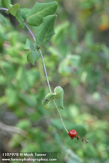 Hairy Honeysuckle fruit & foliage