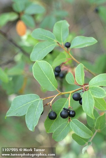 California Buckthorn fruit & foliage
