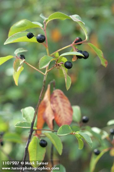California Buckthorn fruit & foliage