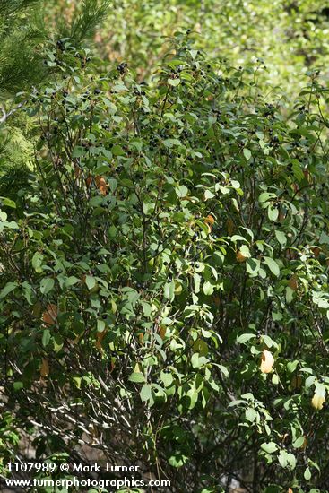 California Buckthorn in fruit