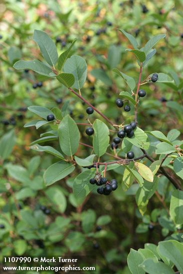 California Buckthorn fruit & foliage