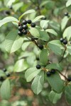 California Buckthorn fruit & foliage