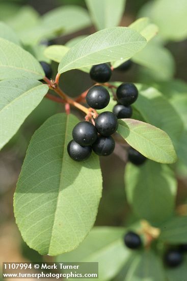 California Buckthorn fruit & foliage detail