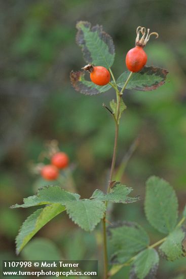 Clustered Wild Rose fruit & foliage
