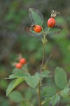 Clustered Wild Rose fruit & foliage