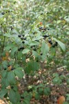 California Buckthorn fruit & foliage