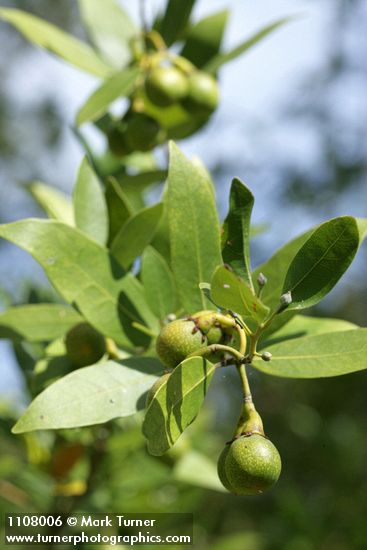 Oregon Myrtle fruit & foliage