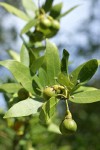 Oregon Myrtle fruit & foliage