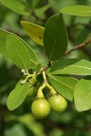Oregon Myrtle fruit & foliage detail