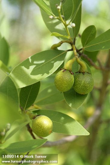 Oregon Myrtle fruit & foliage detail