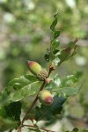 Oregon White Oak (Brewer's Oak) acorns & foliage